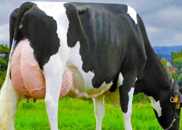«تنتج 10 الآف لتر لبن في العام»… ماهي أفضل بقرة مستوردة لإنتاج الحليب والألبان؟