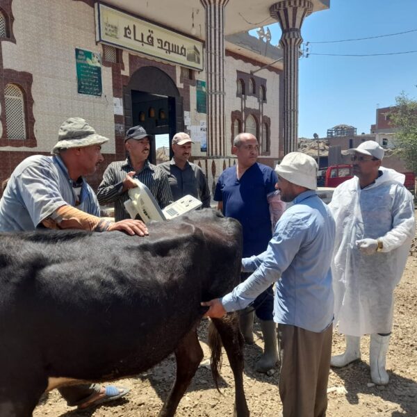 «حقيقة القوافل البيطرية»: علاج وفحص 960 رأس ماشية مجانا لدي صغار المربين بمحافظة بور سعيد